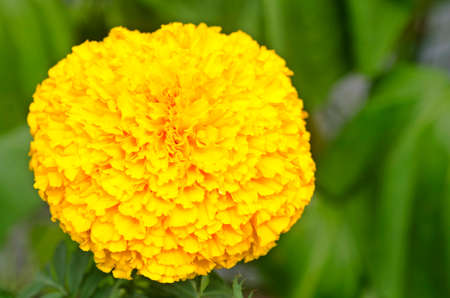 marigold  flower closeup