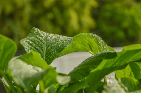 A very popular vegetable consumed plant grow faster. Harvesting of only 35-45 days, it can be harvested. The vegetables are nutrient-dense. Used to cook soup with fried vegetable dip, etc., can be grown all summer and planted vegetable gardens across the の写真素材