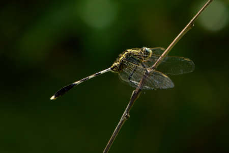 Dragonfly is an insect whose larvae live in the water. Adults live on land have wings to fly....