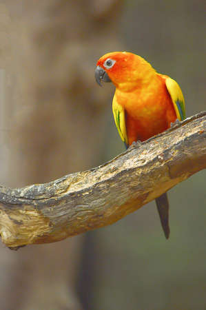 The sun parakeet or sun conure (Aratinga solstitialis) is a medium-sized brightly colored parrot...