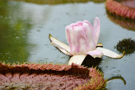 Victoria is the largest lotus. A rhizome is a big head Leaves are large, about six feet floating on the surface of leaves are dark red when mature, will turn dark green. Edges raised uprightの写真素材