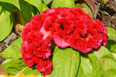 Plant stems upright height of 20-90 cm Leaves a band around the trunk. Lanceolate or elliptic, 1-3...
