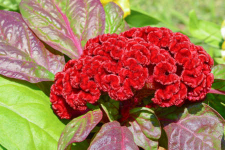 Plant stems upright height of 20-90 cm Leaves a band around the trunk. Lanceolate or elliptic, 1-3...