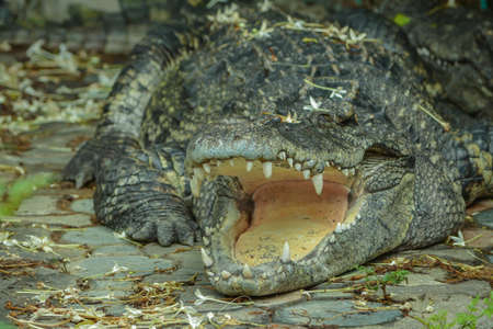 Freshwater crocodile or alligator or crocodile swamp, freshwater species are native to Thailand in Vietnam, Cambodia, Laos, Thailand, Kalimantan, Java and Sumatra is quite a big way medium sized crocodile.の写真素材