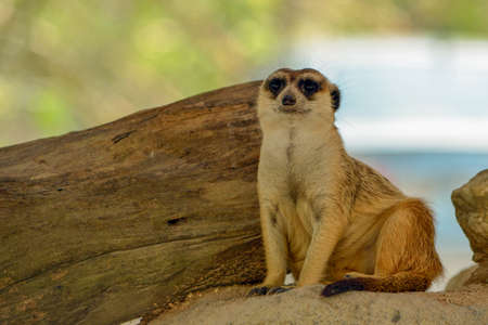 Meerkat classified in the phylum chordate. Floor mammalian milk A small body size.の写真素材