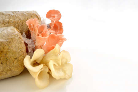 Organic Pleurotus djamor or pink oyster mushroom growing on mushroon loaf on white background.の写真素材