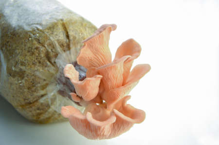 Organic Pleurotus djamor or pink oyster mushroom growing on mushroon loaf on white background.の写真素材