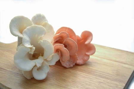 Organic Pleurotus djamor or pink oyster mushroom growing on mushroon loaf on white background.の写真素材