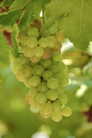 Grapes are perennial plants It is a creeping shrub Looks solid and stems. King lasting over one...