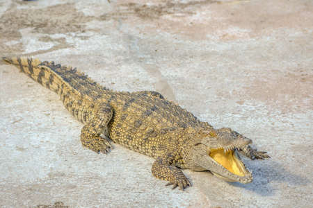Freshwater crocodile or alligator or crocodile swamp, freshwater species are native to Thailand in...