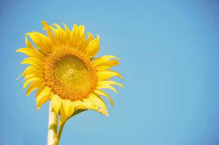 Sunflower named dialect West fried lotus plant that same year in the eclectic Asteraceae, with a large base of flower stems grow up to 3 meters wide base petals may be up to 30 cm.の写真素材