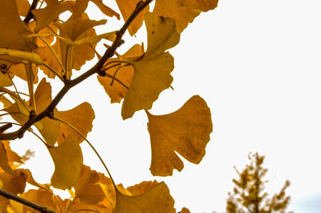 Ginkgo is a herb that originates from the east of China. (Mountain west of Shanghai) are separated from the males and females resemble propeller blades separated into two lobesの写真素材