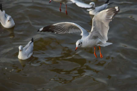 Seagull escape winter living in bangpu Thailand.