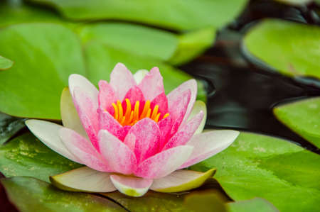 Water-lilies are among the most primitive dicotyledons. Features such as the spiral arrangement and large numbers of floral leaves are considered to be signs of this.の写真素材