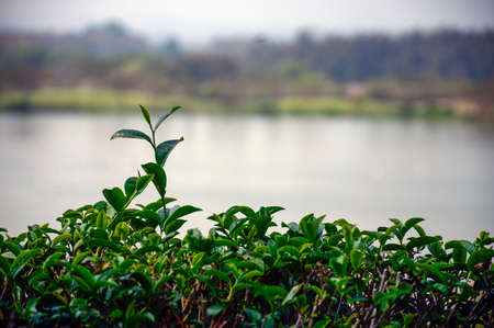 Tea is an aromatic beverage commonly prepared by pouring hot or boiling water over cured leaves of the Camellia sinensis, an evergreenshrub native to Asia.の写真素材