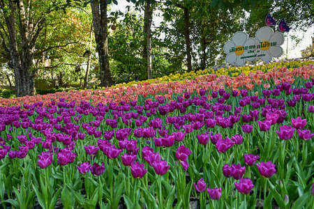 Tulip is a flower that is native to Europe. Flowers are a symbol of Holland has many colors.の写真素材
