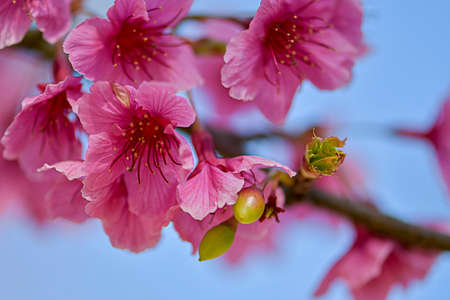 Spring flowering branches, pink flowers, no leaves, blossoms Almond