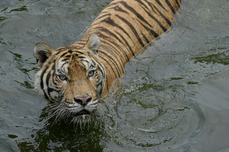 The tiger is the largest extant cat species and a member of the genus Panthera. It is most recognisable for its dark vertical stripes on orange-brown fur with a lighter underside.の写真素材