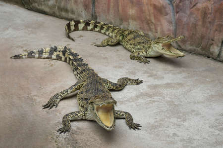 Freshwater crocodile or alligator or crocodile swamp, freshwater species are native to Thailand in...