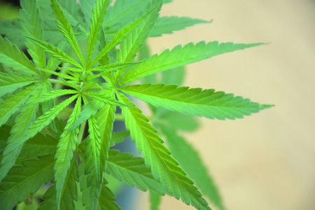 Cannabis is narcotics, especially as smoked or consumed as a psychoactive (mind-altering) drug.