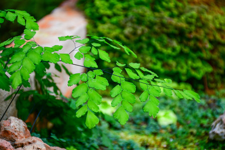 Black Rod fern is native to tropical America. A weed or invasive species in nature in tropical Asia. Thailand is more common in the south. Based on the open air in the tropical rain forest and swamp.の写真素材