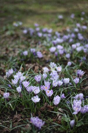 Lilac and purple crocuses close up, flowerbed