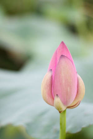 a pink lotus flower bud in lotus pondの写真素材