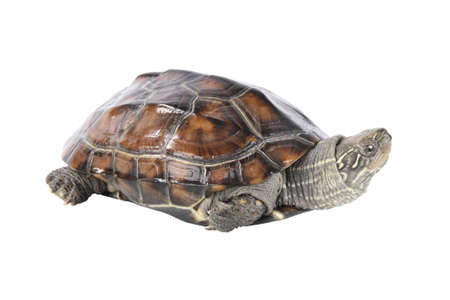 a tortoise isolated on whiteの写真素材