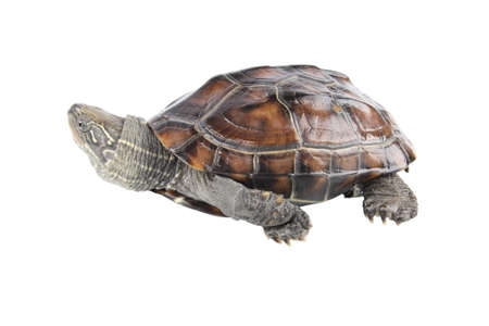 a tortoise is crawling with white background の写真素材
