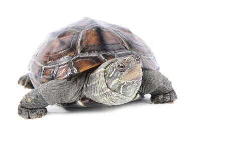 tortoise in front of a white backgroung の写真素材