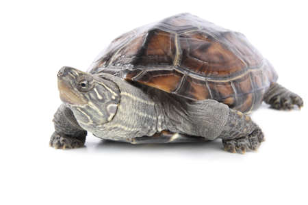 a cute tortoise with white backgroundの写真素材