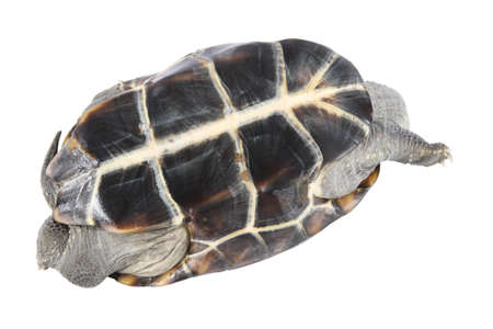 upturned tortoise on white backgroundの写真素材