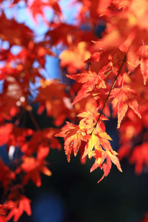 red leaves of maple with autumnal background の写真素材
