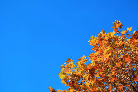yellow phoenix tree leaves with blue sky in autumn の写真素材