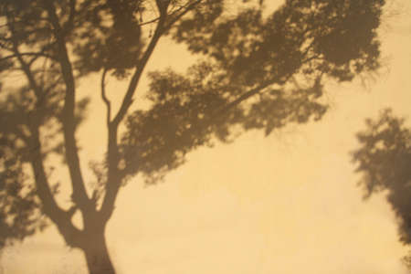 shadow of a tree on a yellow wallの写真素材