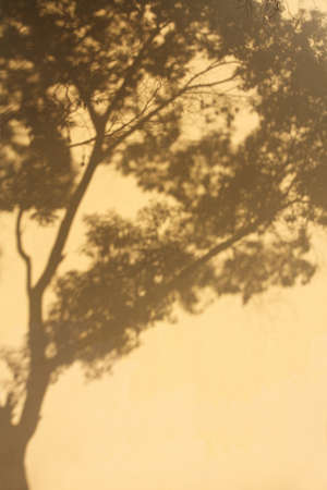 tree shadows on the yellow wallの写真素材