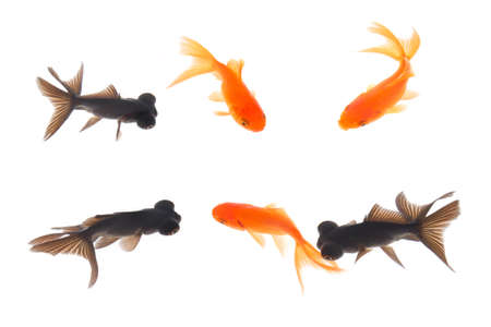 different positions of goldfish in the water の写真素材