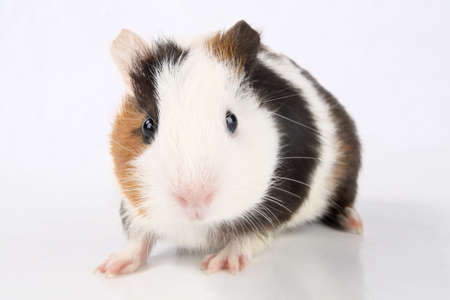 guinea pig in front of white backgroundの写真素材