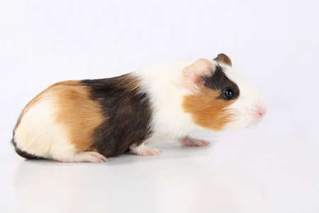 tri-color guinea pig isolated on whiteの写真素材