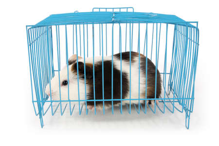 guinea pig in cage with white backgroundの写真素材