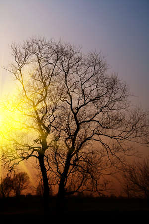 silhouette of the tree in the sunset ,the sun behind the tree の写真素材
