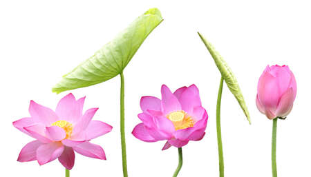 pink lotus flower and leaf isolated on white の写真素材