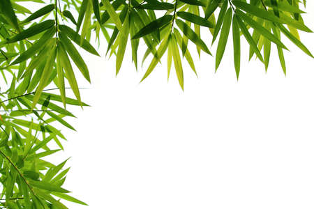 bamboo leaves isolated on whiteの写真素材
