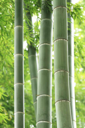 close up of the green bamboo forestの写真素材