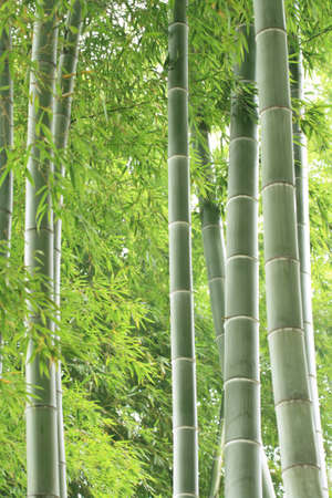 background of green bamboo forestの写真素材