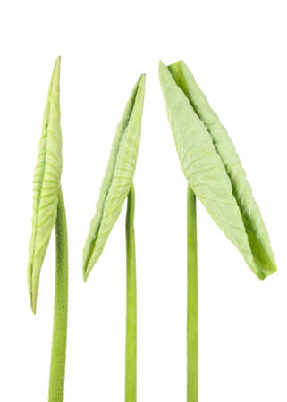 lotus leaf tip isolated on white の写真素材