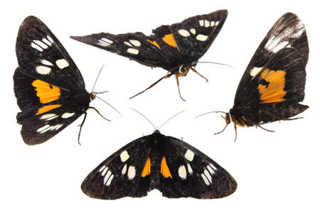 alive black with yellow butterfly isolated on whiteの写真素材