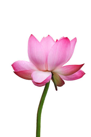 a pink lotus flower isolated on white の写真素材