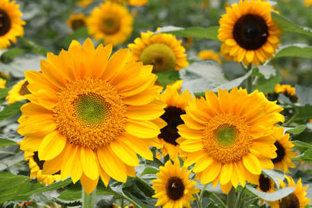 close up of yellow sunflower in the field,warm symbol of lifeの写真素材