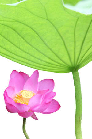 a lotus flower and leaf isolated on white の写真素材